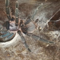 Phormictopus sp green