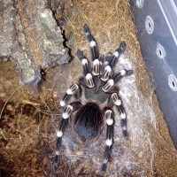 fresh A geniculata