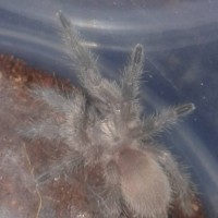 M. balfouri