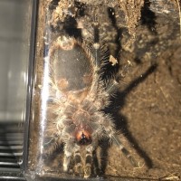 G. pulchripes juvie