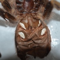 G. pulchripes  Male or Female?