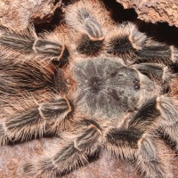 0.1 Lasiodora difficilis