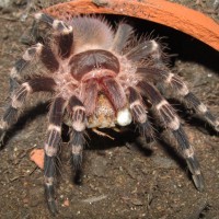 2" 1.0 A. geniculata