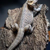 Ringo, my Bearded Dragon