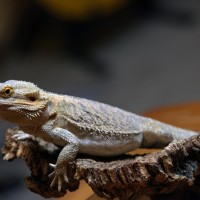 Ringo, my Bearded Dragon 2