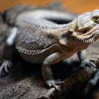 Ringo, my Bearded Dragon 3