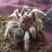 G. rosea or porteri?