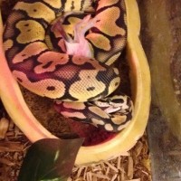 Ball Python