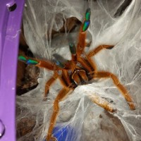 My OBT "Kenobi"