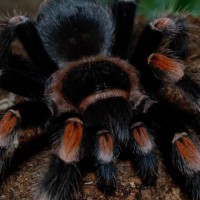 Sub Adult 0.1 B. Smithi