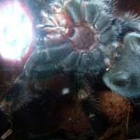 3" B Smithi