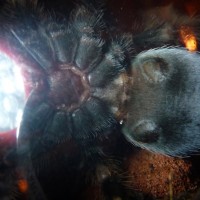 3 " B Smithi