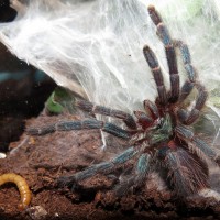 Dolichothele diamantinensis Threat Pose (♂ 2.25")