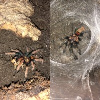One molt difference.