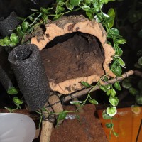 Avicularia Treehouse