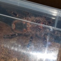 G. Pulchripes