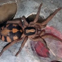 H. sp colombia Large