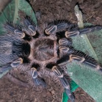 G.pulchripes