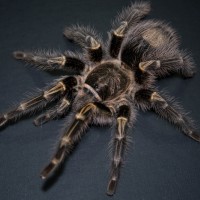 Grammostola pulchripes