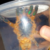 4" OBT