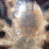 4.5" A. geniculata