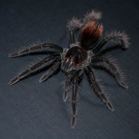 Pamphobeteus sp. (chicken spider)