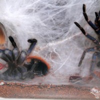 Chromatopelma cyaneopubescens freshly moulted