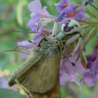 Misumena misumenops