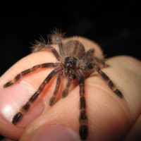 Poecilotheria ornata