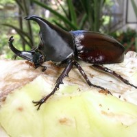 Xyloptrupes Gideon Philippinensis