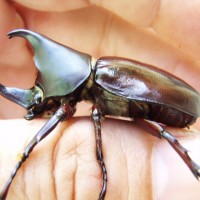 Xyloptrupes Gideon Philippinensis