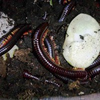 Philippines Millipedes