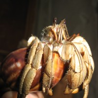 Phiippines (Indos) Land Hermit Crab