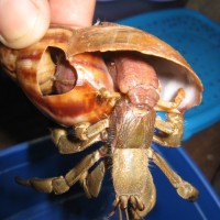 Phiippines (Indos) Land Hermit Crab