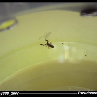 Pseudoscorpion