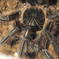 Theraphosa apophysis