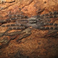 Poecilotheria striata