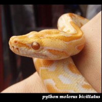 Albino Python Molurus Bivittatus