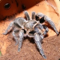 A. seemanni