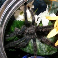 A. avicularia