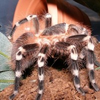 A. geniculata