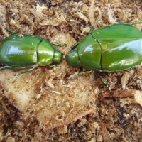 Chafers (Anomala Sp.)