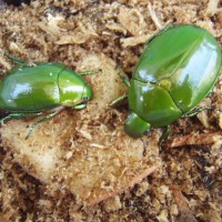 Chafers (Anomala Sp.)