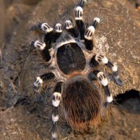 Acanthoscurria geniculata