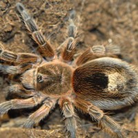 Paraphysa scrofa