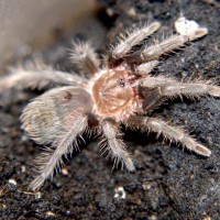 Brachypelma albopilosum