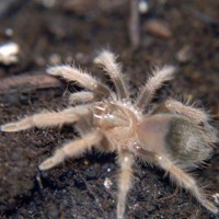 Brachypelma emilia