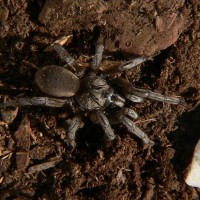 Barychelidae - Grey Tunneling Spider
