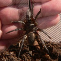 Barychelidae - Grey Tunneling Spider