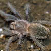 Lasiodora parahybana